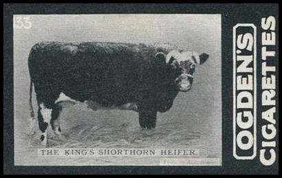 02OGID 133 The King's Shorthorn Heifer